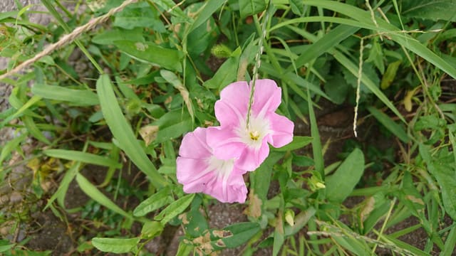 野の花マニア 2 - 森の中の一本の木