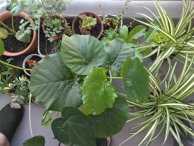 f:id:nanataro2018:20190612003110j:image