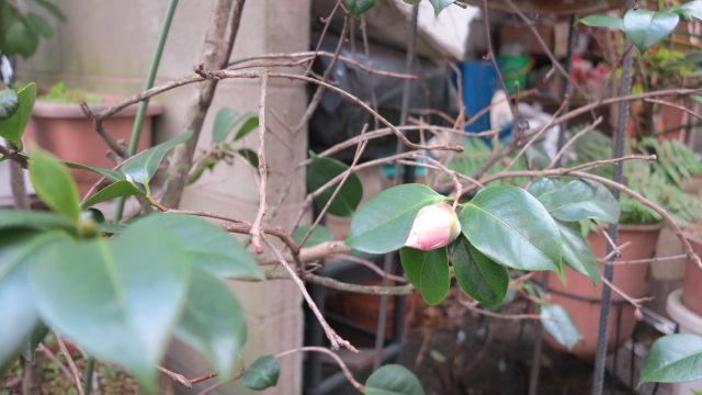 f:id:nanatohachiwa:20170131044623j:plain f:id:nanatohachiwa:20170131044623j:plain