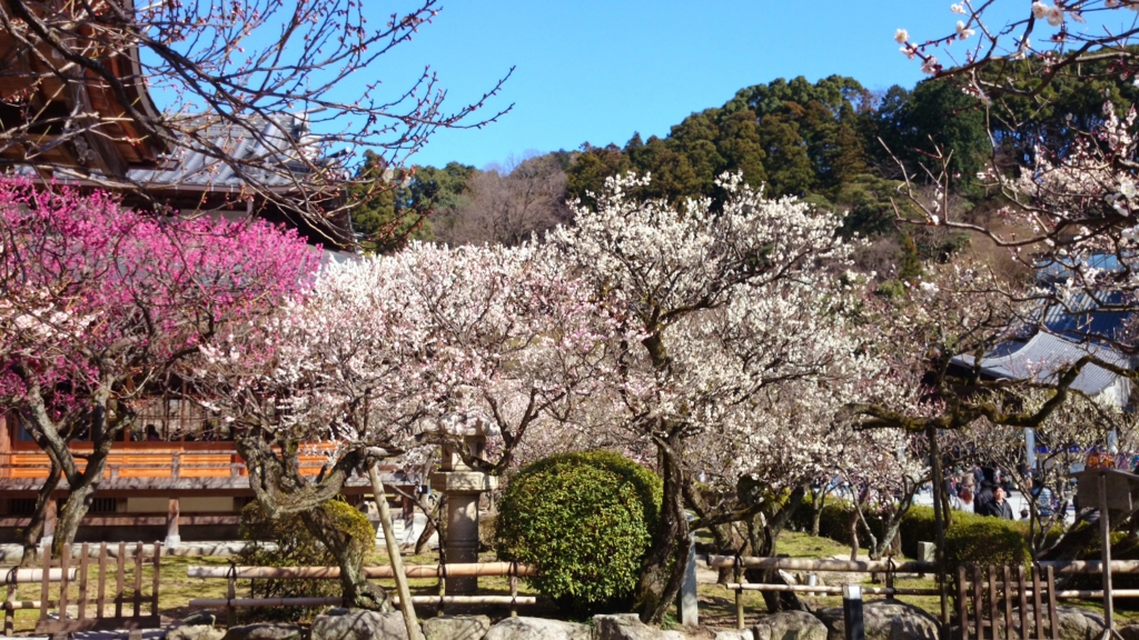 f:id:nanatohachiwa:20170201194438j:plain f:id:nanatohachiwa:20170201194438j:plain