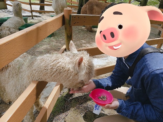 f:id:nanatoto:20190727102614j:image