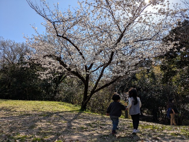 f:id:nanatoto:20250405222919j:image
