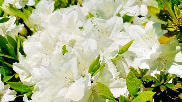 f:id:nanatuka1000:20200427130219j:image