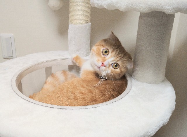 f:id:nanatuka1000:20220222072839j:image