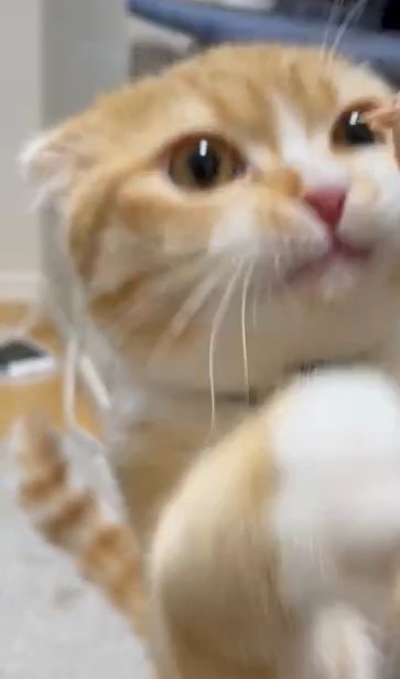 f:id:nanatuka1000:20220222073325j:image