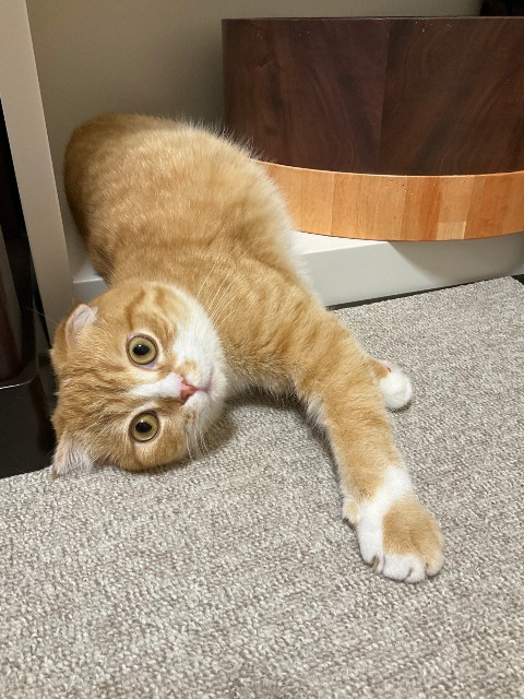 f:id:nanatuka1000:20220716104959j:image