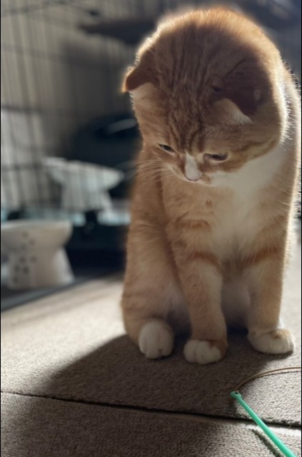 f:id:nanatuka1000:20221230160610j:image