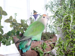 f:id:nanatyuti:20100202142822j:image:right