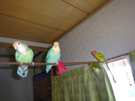 f:id:nanatyuti:20160529200741j:image