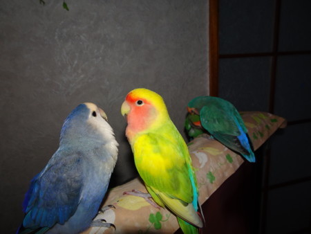 f:id:nanatyuti:20171124195533j:image f:id:nanatyuti:20171124195533j:image