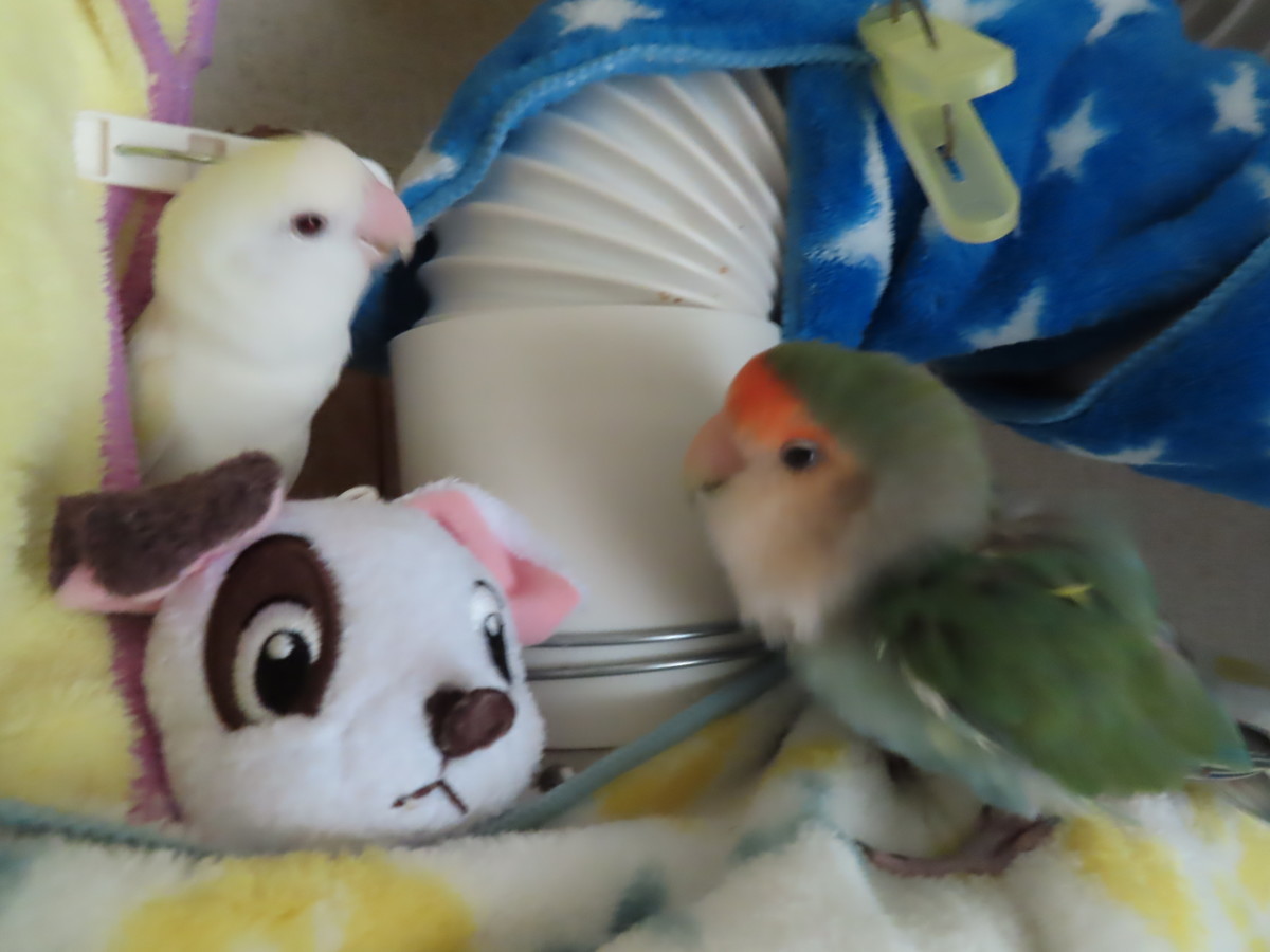 f:id:nanatyuti:20191020200519j:plain f:id:nanatyuti:20191020200519j:plain