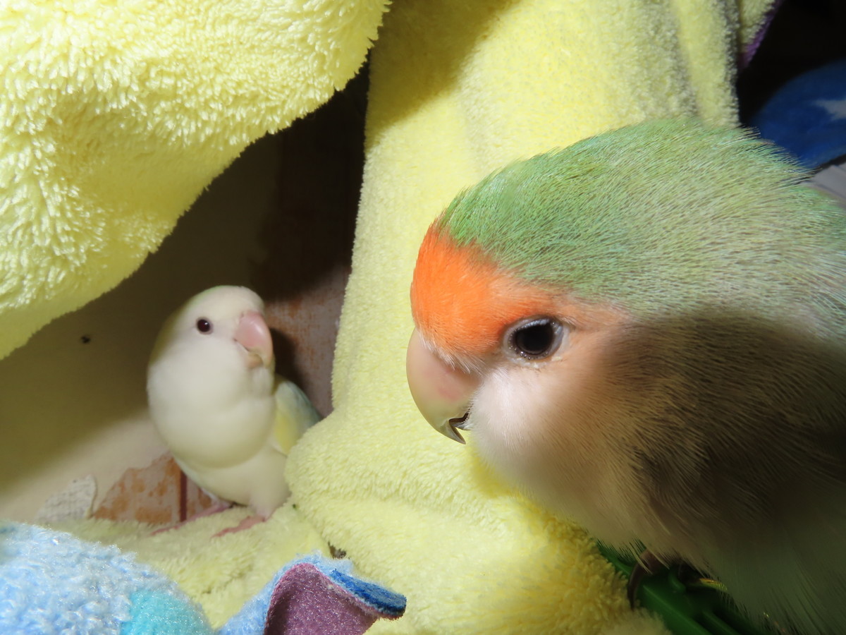 f:id:nanatyuti:20191020200922j:plain f:id:nanatyuti:20191020200922j:plain