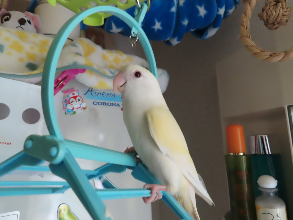 f:id:nanatyuti:20191021202742j:plain f:id:nanatyuti:20191021202742j:plain
