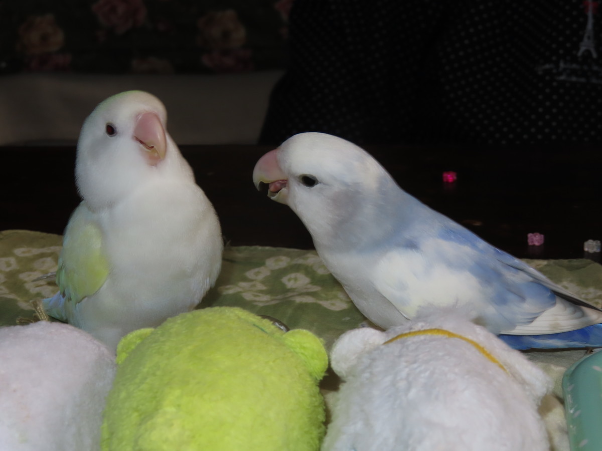 f:id:nanatyuti:20191026194454j:plain f:id:nanatyuti:20191026194454j:plain