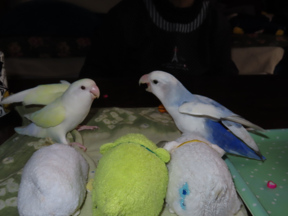 f:id:nanatyuti:20191026194724j:plain f:id:nanatyuti:20191026194724j:plain