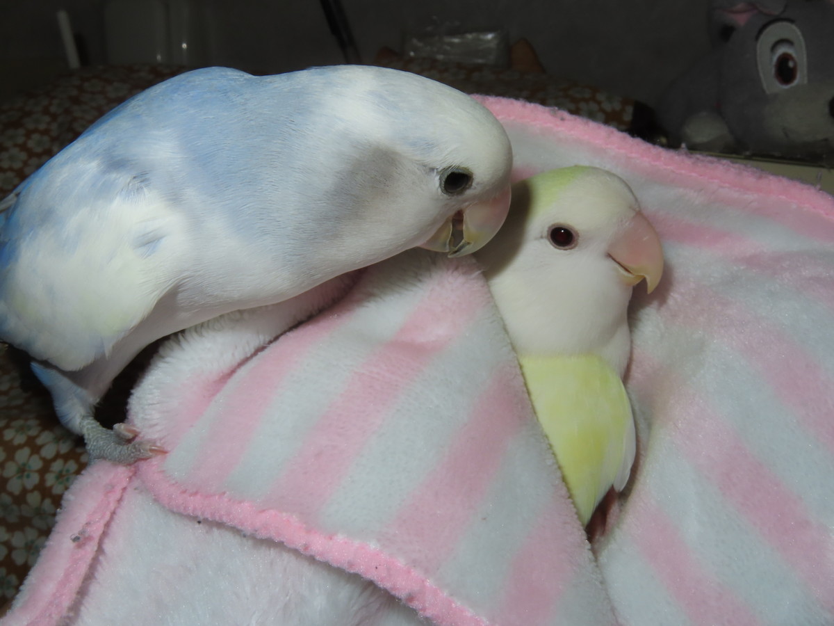 f:id:nanatyuti:20191026195055j:plain f:id:nanatyuti:20191026195055j:plain