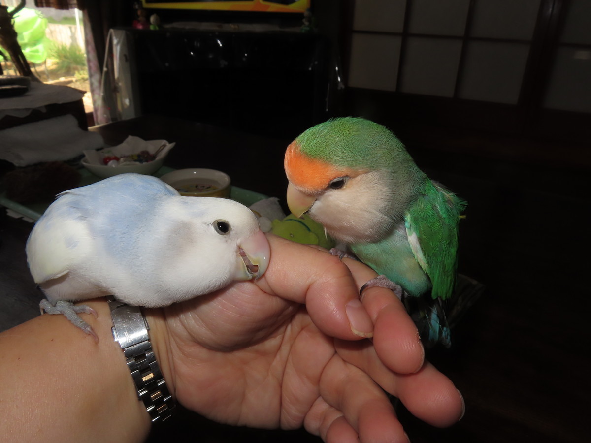 f:id:nanatyuti:20191026195340j:plain f:id:nanatyuti:20191026195340j:plain