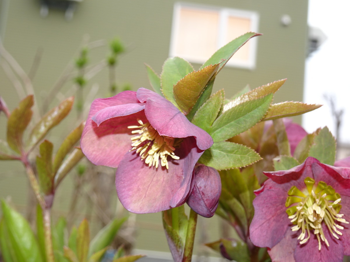 レッドベルベットローズの豪華特大リース♪☆*