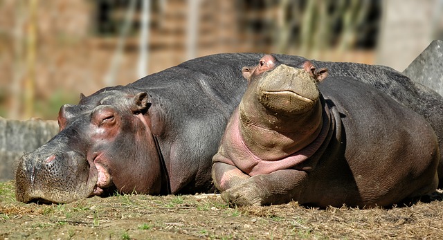 f:id:nanawarigobu:20190902160056j:plain