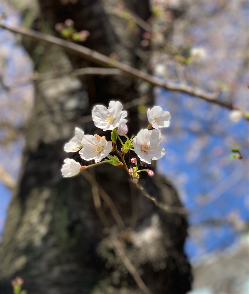f:id:nanayo743:20200329120825j:image