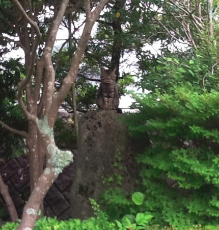 f:id:nanbadental:20120622144111j:image f:id:nanbadental:20120622144111j:image