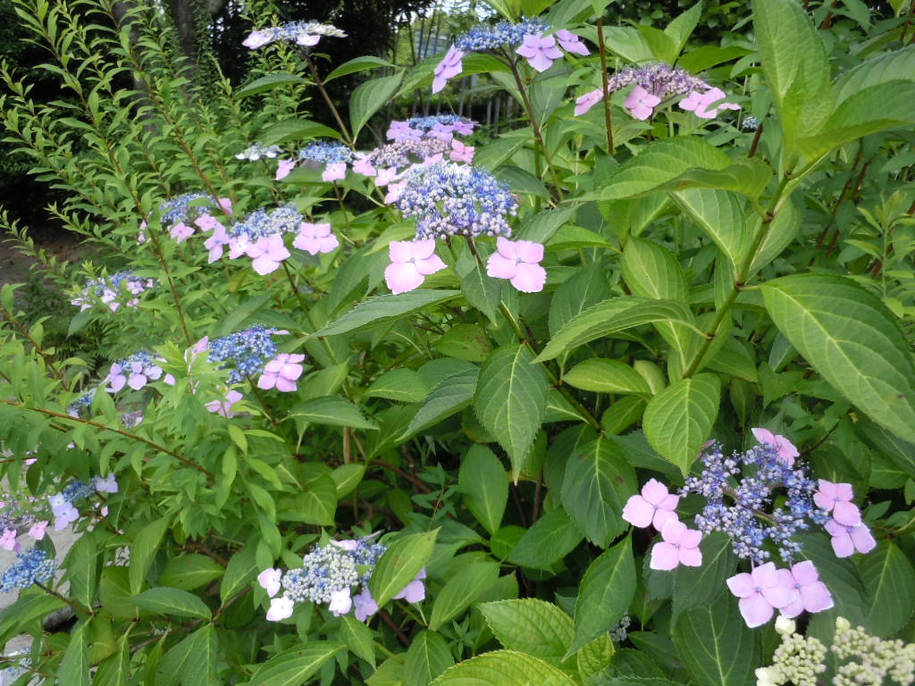 f:id:nande450:20190614145553j:plain