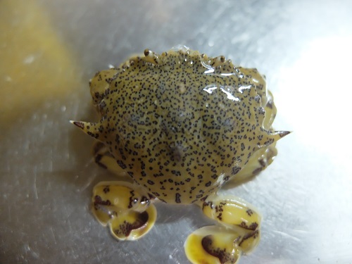 歩いて行ける 砂浜でカニ採り 夜ぼり 行ってみました なんでんかんでんすいとぉ