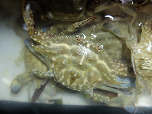 歩いて行ける 砂浜でカニ採り 夜ぼり 行ってみました なんでんかんでんすいとぉ
