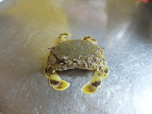 歩いて行ける 砂浜でカニ採り 夜ぼり 行ってみました なんでんかんでんすいとぉ