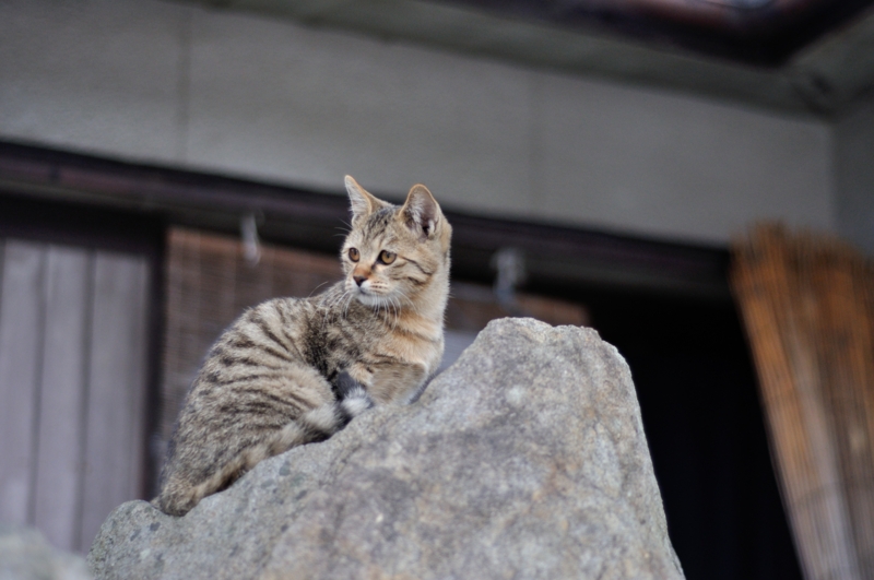 f:id:nandeyanen36:20121115001157j:image