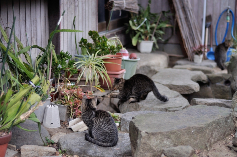 f:id:nandeyanen36:20121115001158j:image