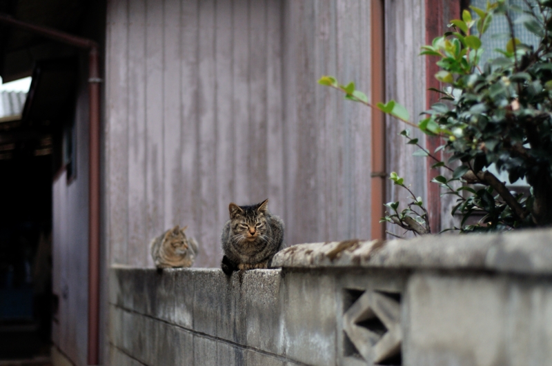 f:id:nandeyanen36:20121115001159j:image