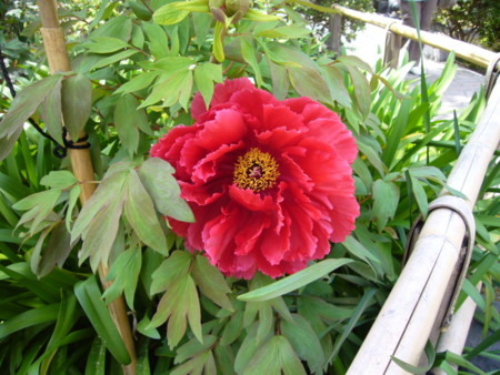f:id:nanhime:20090417090314j:image:w350 f:id:nanhime:20090417090314j:image:w350