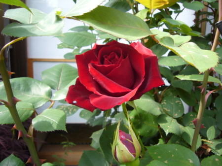 f:id:nanhime:20090504235143j:image:w350 f:id:nanhime:20090504235143j:image:w350