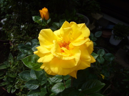 f:id:nanhime:20090504235144j:image:w350 f:id:nanhime:20090504235144j:image:w350