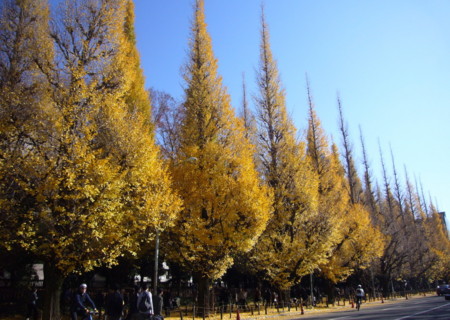 f:id:nanhime:20091206174207j:image:w350 f:id:nanhime:20091206174207j:image:w350