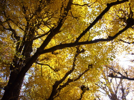 f:id:nanhime:20091206174236j:image:w350 f:id:nanhime:20091206174236j:image:w350