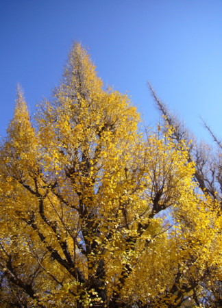 f:id:nanhime:20091206174240j:image:w350 f:id:nanhime:20091206174240j:image:w350