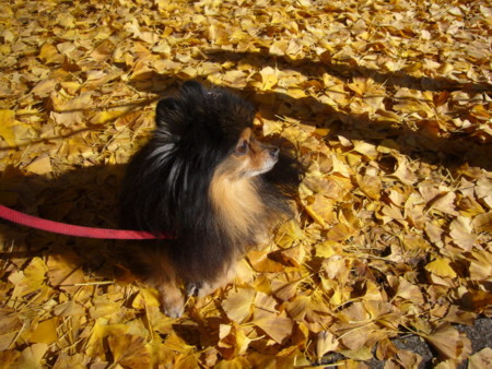 f:id:nanhime:20091206174534j:image:w350 f:id:nanhime:20091206174534j:image:w350