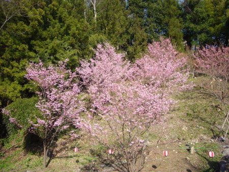 真木温泉の桜