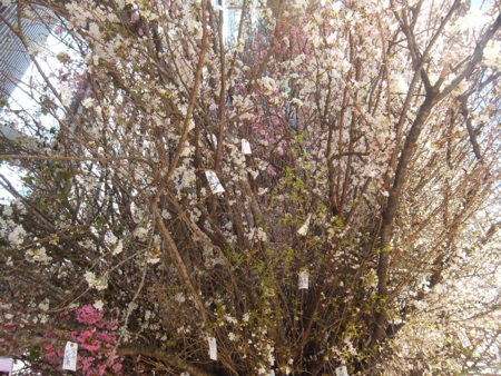 f:id:nanhime:20120325192850j:image:w350