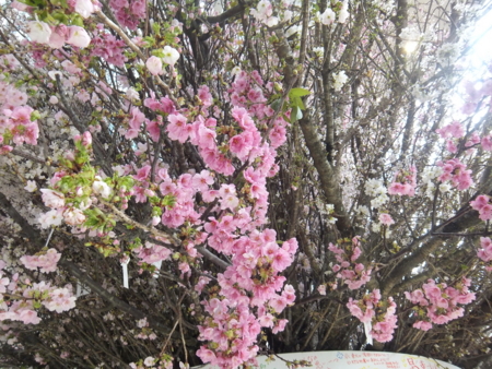 f:id:nanhime:20120325192854j:image:w350