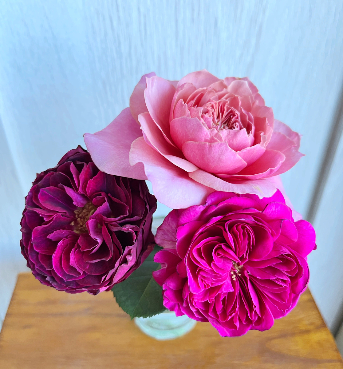 s*a様 最高級　和バラ　激入手困難　人気品種 s*a様 最高級 和バラ 激入手困難 人気品種 s*a様 最高級 和バラ 激入手