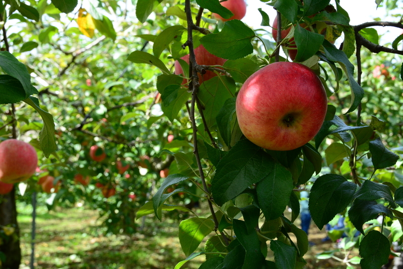 f:id:nanigashi-yakko:20181027225915j:plain