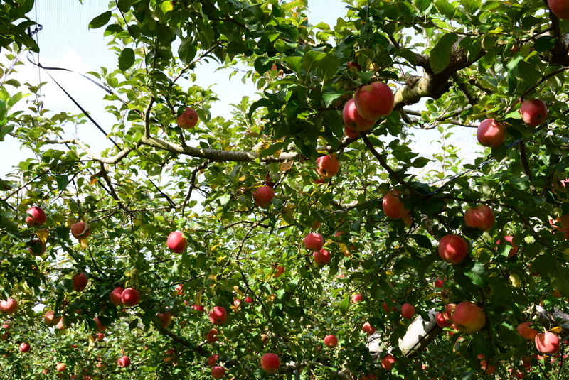 f:id:nanigashi-yakko:20181027225917j:plain