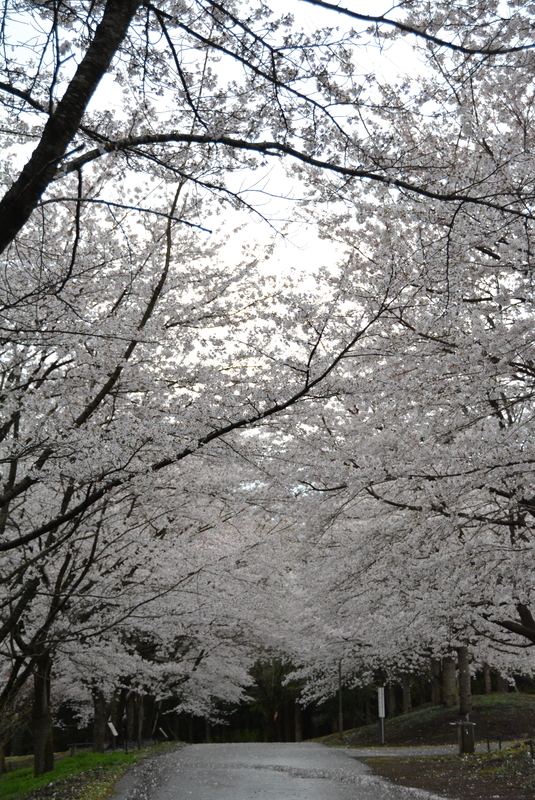 f:id:nanigashi-yakko:20210331220838j:plain