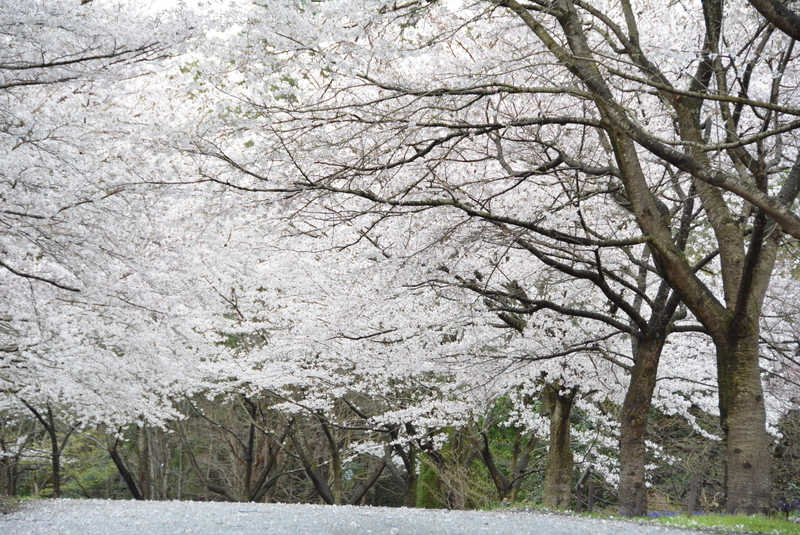 f:id:nanigashi-yakko:20210331220941j:plain