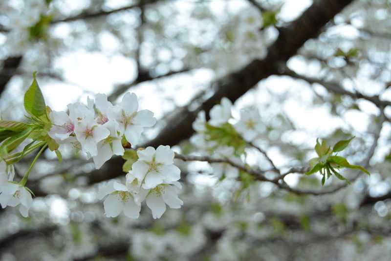 f:id:nanigashi-yakko:20210331221010j:plain