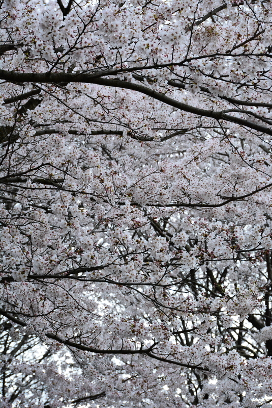 f:id:nanigashi-yakko:20210331221020j:plain
