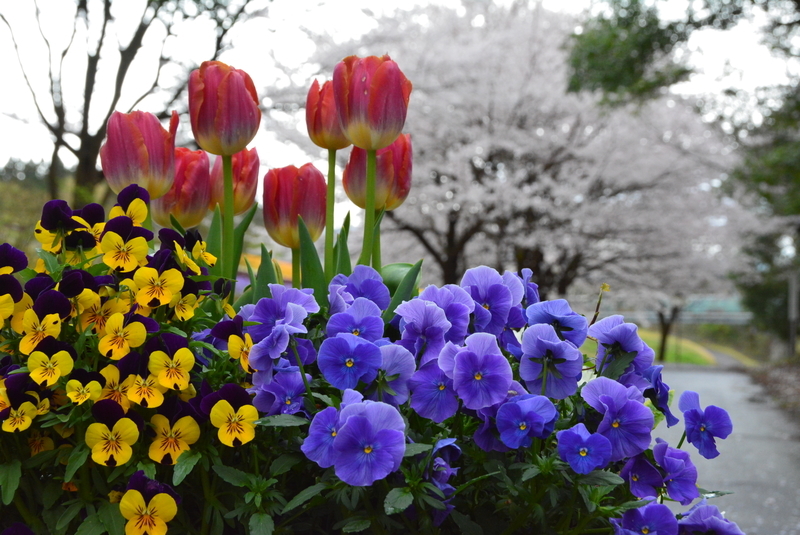 f:id:nanigashi-yakko:20210331221132j:plain
